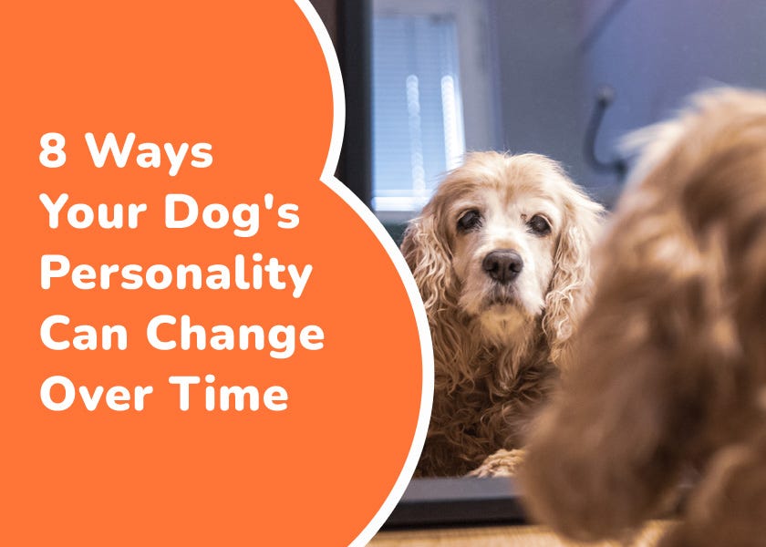 Is It Possible for a Dog’s Personality to Change?
