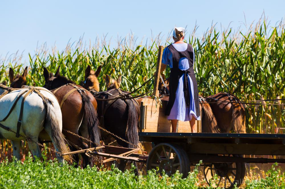 the Amish