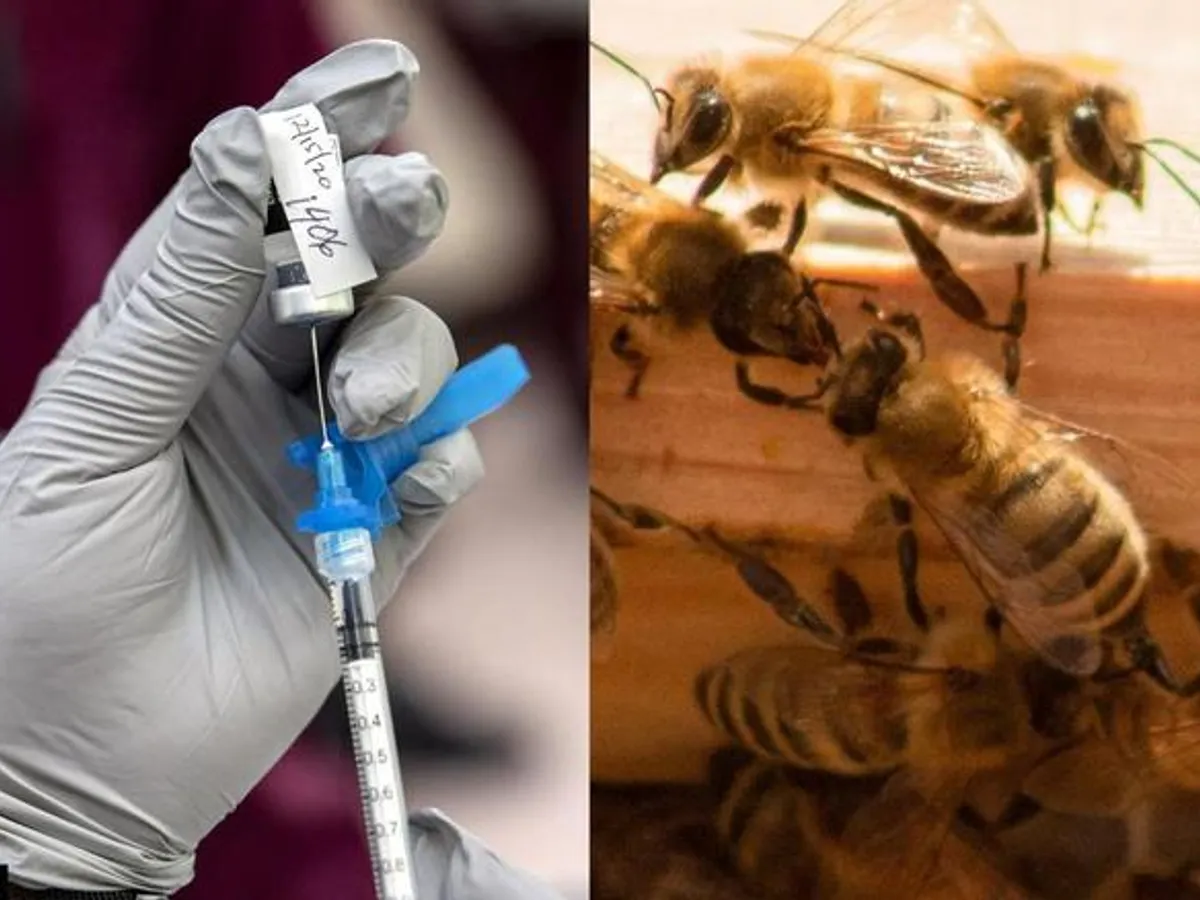first Honeybee Vaccine