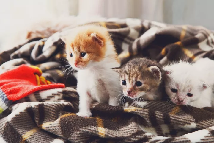 Learn More About Kittens By Following These Straightforward …