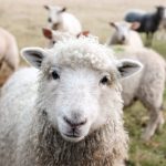 Count More Sheep: The Wild Science of Zzz’s