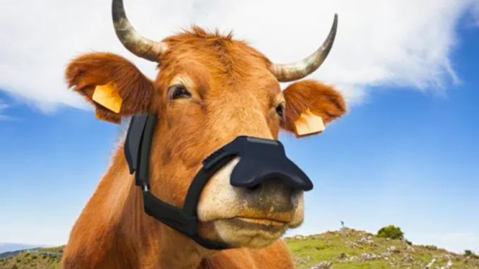 Zelp Receives $4.7 Million Grant for Cow Face Masks to Reduce Methane Emissions