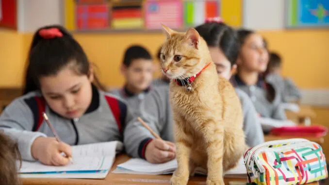 The Rise of Animal Identification Among Students: Concerns and Impact on Education