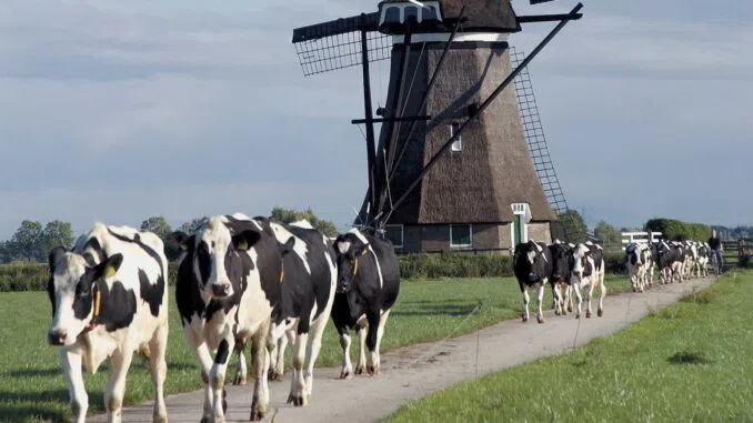 The Dutch Government’s Farmer Buyout Scheme: A Controversial Step Towards Climate Goals
