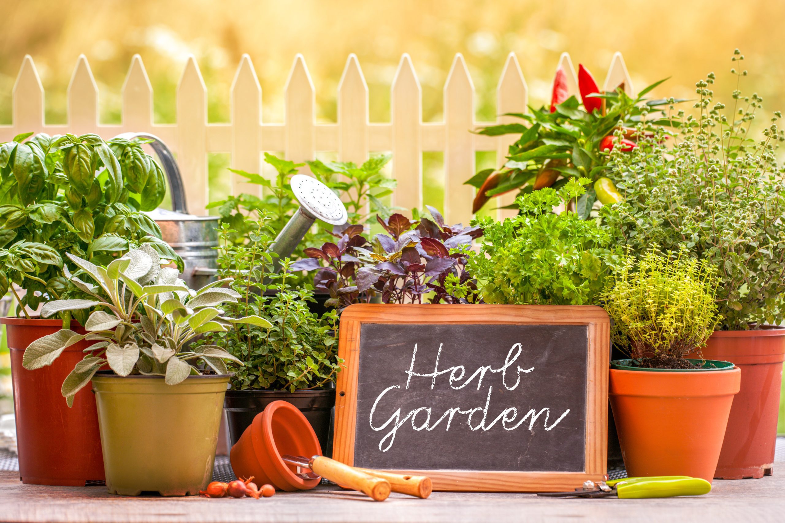 Discover Herb Gardening – Get The Natural Truths!