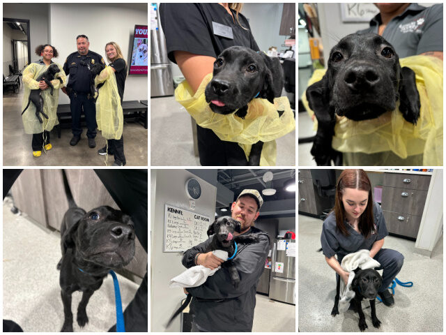 Heartening Heroics: Tampa Bay Officers Rescue Four Adorable Puppies in Dramatic Rainy Rescue Mission