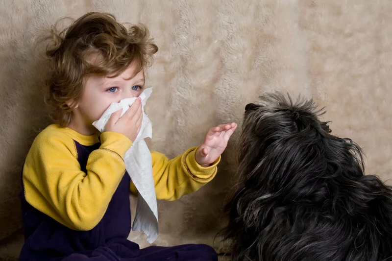 Handling Pet Dog Allergies: Effective Strategies and Most Recent Study Searchings For